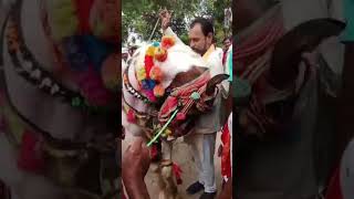 Bundeli ghoda dans ke video horse indianhorse horseenthusiast [upl. by Thordia]