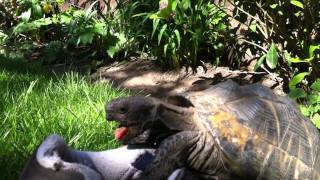 Tess the Tortoise humping and Boris the blue Sharpei nosing [upl. by Nifled247]