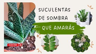 ¡Suculentas de sombra que amarás 🌵✨ [upl. by Aroc965]