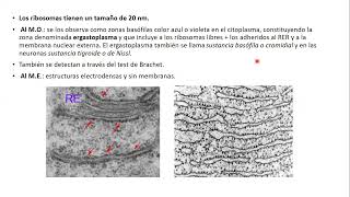 03102024  CLASE 37  BIOLOGIA  MEDICINA Y KINESIOLOGIA UNC  NOVIEMBRE 2024 [upl. by Adekam6]