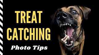 Treat Catching Tutorial  Pet Photography with Dogs [upl. by Laflam722]