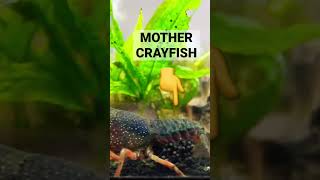 My Crayfish Breeding Tank  33K subscriber special [upl. by Ardaed]