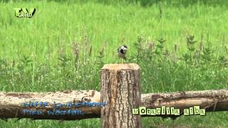 Witte kwikstaart  Pied Wagtail  Motacilla alba [upl. by Etteval671]