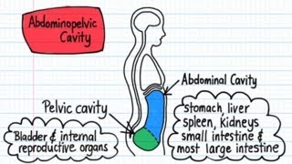 Body Cavities  Drawn amp Defined [upl. by Tildie]