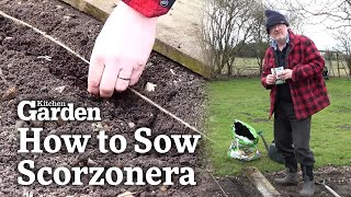 How to Sow Scorzonera [upl. by Orva]