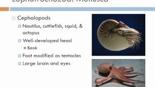 Biology 2 Lecture 11 Protostomes [upl. by Ragucci]