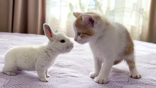 Cute Tiny Kitten Reacts to Baby Bunny Cuteness Overload [upl. by Kudva620]