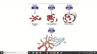 A Comparative Analysis of Vasculogenesis and Angiogenesis [upl. by Alvar]