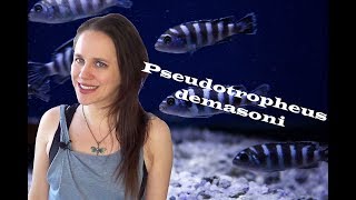 Pseudotropheus demasoni Aquarium  Breeding Colony amp Care Information [upl. by Hanni]