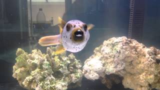 Hush puppy dog face puffer [upl. by Kirtley]