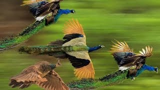 Mass Flying Giant Peacocks Peafowls [upl. by Ycniuqal961]