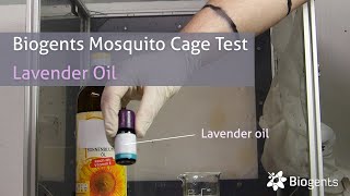 Does Lavender Oil Repel Mosquitoes Biogents Mosquito Cage Test [upl. by Aylmar]