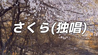 【合唱曲】さくら独唱  混声三部合唱【歌詞付き】 [upl. by Dichy]