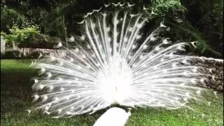 White peacock opening feathers The most beautiful white peacock [upl. by Akcirahs23]