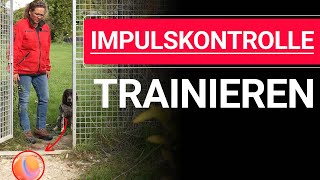 🐕🐶 3 Übungen zur Hunde Impulskontrolle ➡️ Impulskontrolle trainieren ➡️ Praxisvideo 🐕🐶✔️ [upl. by Alracal]