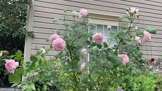 David Austin Roses Eglantyne in a 10 gallon pot [upl. by Aslin]