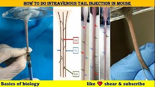 How to do intravenous tail vein injection in laboratory animals 🐁 🐀 [upl. by Lorelei]