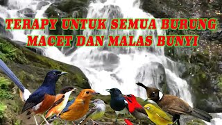 TERAPI MACET DAN MALAS BUNYI UNTUK SEMUA JENIS BURUNG DENGAN SUARA ALAM DI HUTAN [upl. by Drahnreb899]