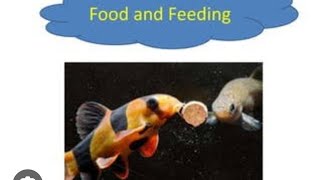 Food and feeding habits of fishes slide share [upl. by Isaiah426]