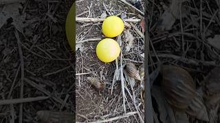 🥚🥚💕Finding millipedes and snails with eggs 🐌🐌💖snail millipede egg [upl. by Joon]