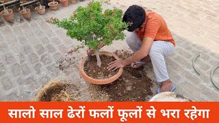 सालो साल ढेरों फलों फूलों से लदा रहेगा बस एक बार लागलो  Jungle jalebi bonsai plant  Garden works [upl. by Neelyhtak]