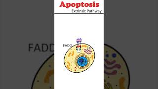 The Extrinsic Pathway of Apoptosis celldeath animation [upl. by Kerk]