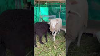 Perkenalan Putra Dan Putri Si Domba pasarkambing cilacap animals hewanpeliharaan hewanlucu [upl. by Beedon]