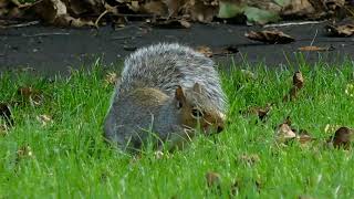 Squirrel Foraging [upl. by Edmond446]