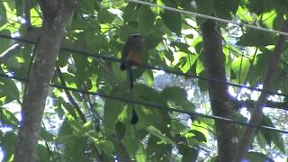 Birds of El Salvador Turquoisebrowed Motmot Eumomota superciliosa [upl. by Oraneg]