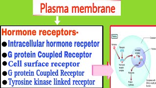 hormone receptors  Plasma membrane hormone receptor and its action  General mechanism of hormone [upl. by Nollahs]