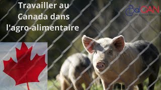 Travailler amp sinstaller au Canada en permanence Programme pilote sur lagroalimentaire FRENCH [upl. by Lynnet]