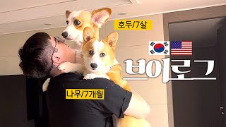 국제커플 브이로그 외국인 남편이 요리해주는 집밥 먹방feat백종원 과일 소분 영상 마트 장보기 20대 부부 주말 일상 웰시코기와 국제 가족ENG [upl. by Nariko]