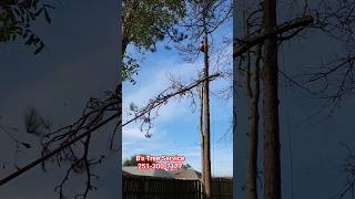 Zip Line Dead Pine Tree Tree Climber [upl. by Hoxie]