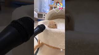 When my cat is given a speaker catantics cutecats cutecat [upl. by Adirf]