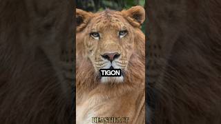 Tigon 🐯 Worlds RAREST Big Cat 😱 tigon liger animalfacts [upl. by Anenahs]