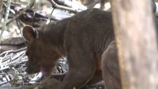 What is a Fossa  Madagascar [upl. by Sik]