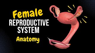 Female Genital System Internal amp External  Anatomy [upl. by Aronal665]