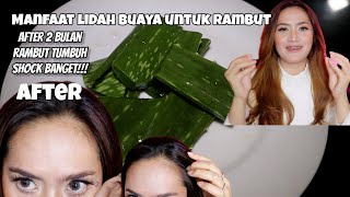 MANFAAT LIDAH BUAYA UNTUK RAMBUTPEMAKAIAN 23 BULAN HASIL NYA BIKIN SHOCK [upl. by Udale]