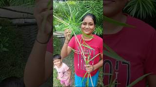 করবী গাছের ডাল থেকে চারা বানানোর পদ্ধতি 🌸🌼🌱 shots viralshort shortsfeed plants garden [upl. by Bal]