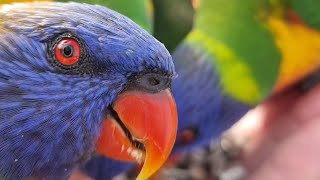 Wild Lorikeets Show Off Their CUTE BABY🦜🦜👶🥰😍❤️🧡💛💚💙💜 [upl. by Lewiss540]