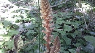 Orobanche medicinal plant [upl. by Eneli]