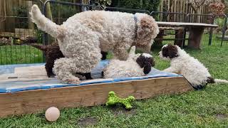 Lagotto Romagnolo cleo 18Monate alt spielt mit den Welpen [upl. by Ardeha]