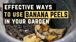 Organic Fertilizer 3 Ways to Use Banana Peels as fertilizer  PH [upl. by Ethelred]