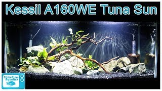 Kessil A160WE Tuna Sun Aquarium Light Review What A HighQuality Light Did to Our Fish Tank [upl. by Tsirc]