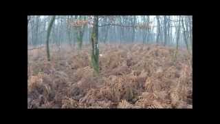 Chasse à la bécasse des Bois dans la Vienne le 12 janvier 2014 [upl. by Anstus]