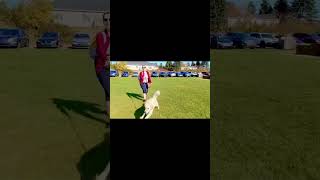 Goldendoodle vs bubbles dogsofyoutube goldendoodle funnydogs youtubeshort puppy [upl. by Nerreg]