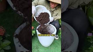 大型绿植换盆，要做好这3层，手把手教你换盆养花花卉绿植盆栽换盆 [upl. by Nonnaihr166]