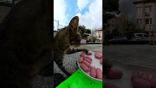 🛻➡️🌭🐈‍⬛🐈 Sausage Delivery for Cats [upl. by Allveta]