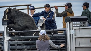 We bucked WILD bulls at JBs  Rodeo Time 330 [upl. by Annovahs725]