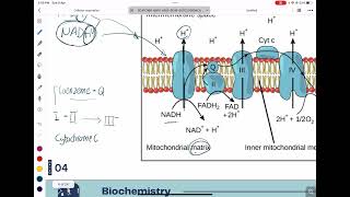 Respiratory Chain ETC [upl. by Lona]